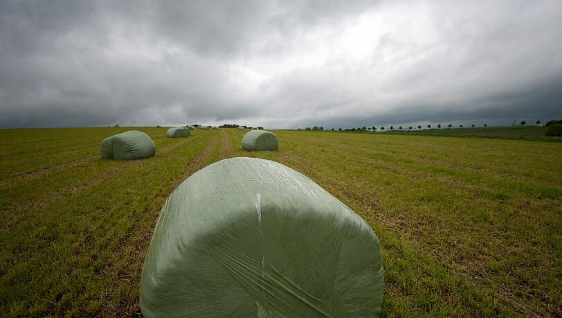Die Heuballen wurden feucht und vergammelten - die Kühe starben. Die Heuballen wurden feucht und vergammelten - die Kühe starben.