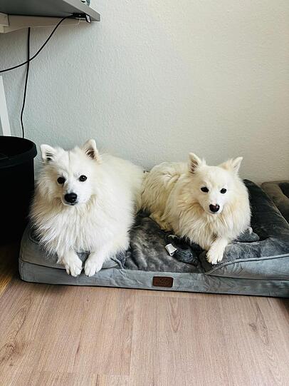 Diese beiden Hunden sind auf dem Weg, ihre Trennungsangst zu überwinden – mit der Hilfe von der Münchner Tierverhaltenstherapeutin Dr. Astrid Schubert. Diese beiden Hunden sind auf dem Weg, ihre Trennungsangst zu überwinden – mit der Hilfe von der Münchner Tierverhaltenstherapeutin Dr. Astrid Schubert.