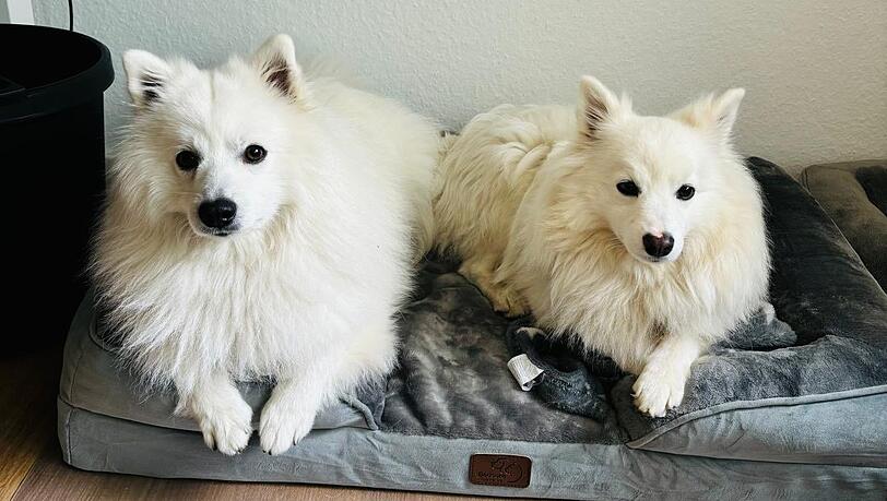 Diese beiden Hunden sind auf dem Weg, ihre Trennungsangst zu überwinden – mit der Hilfe von der Münchner Tierverhaltenstherapeutin Dr. Astrid Schubert. Diese beiden Hunden sind auf dem Weg, ihre Trennungsangst zu überwinden – mit der Hilfe von der Münchner Tierverhaltenstherapeutin Dr. Astrid Schubert.