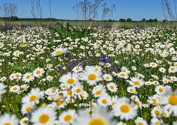 Heimische Staudenbeete sind mehrjährig und müssen nicht jedes Jahr neu gepflanzt werden, empfiehlt die Stiftung. Heimische Staudenbeete sind mehrjährig und müssen nicht jedes Jahr neu gepflanzt werden, empfiehlt die Stiftung.