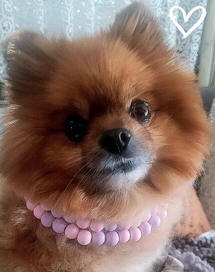 Pomeranian spitz: Er macht mich jeden Tag mit seiner wundervollen Art sehr glücklich und hat mich in einer sehr schweren Zeit im Leben sehr unterstützt. Bin dankbar das ich dieses wundervolle Hundlein bei mir im Leben habe.