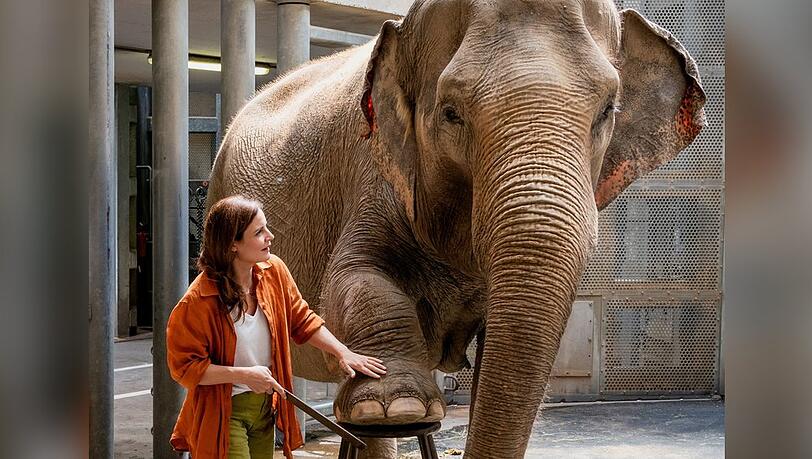 "Tierärztin Dr. Mertens: Ein kleiner Wolf": Dr. Mertens (Elisabeth Lanz) ist auch für die Dickhäuter des Leipziger Zoos da.