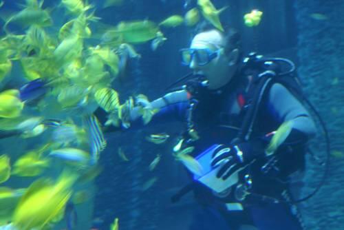 Ein Renner in den Ferien: das Sealife in München