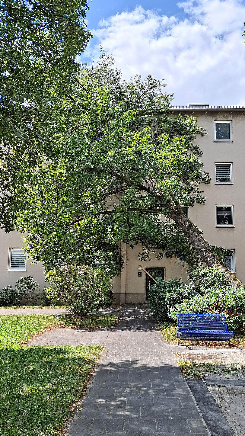 Der Baum drohte in den Eingangsbereich zu st&uuml;rzen, daher konnte niemand das Geb&auml;ude verlassen oder betreten.
