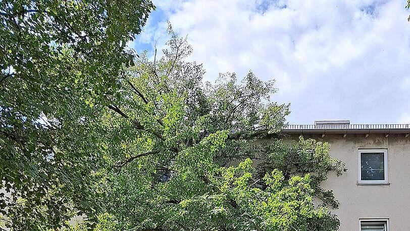Der Baum drohte in den Eingangsbereich zu stürzen, daher konnte niemand das Gebäude verlassen oder betreten. Der Baum drohte in den Eingangsbereich zu stürzen, daher konnte niemand das Gebäude verlassen oder betreten.