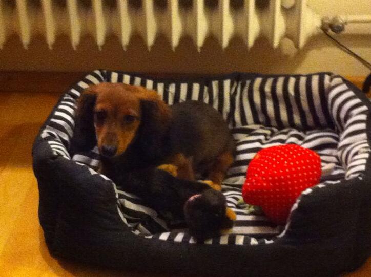Baby-Zwergdackel Felix ist am Montagmorgen seinem Besitzer geklaut worden. Der suchte verzweifelt nach ihm.