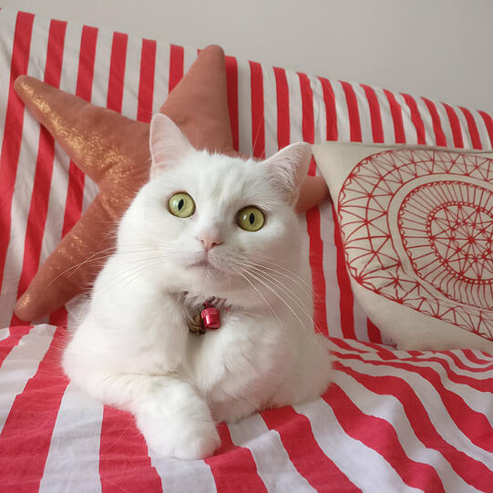 PurrNyan