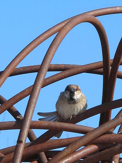 Am Hanns-Seidl-Platz schaut ein Spatz aus seinem Versteck in dieser Stahlkonstruktion.