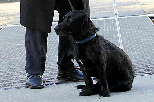 Weiß, wo's langgeht: Blindenhund Bobby