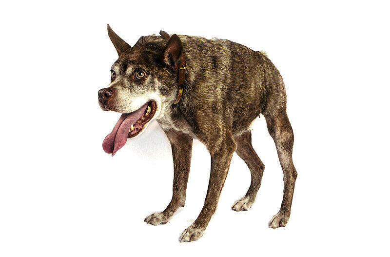 Jetzt also Quasi Modo - der neue Titelträger beim Wettbewerb um den Titel als "hässlichster Hund der Welt".