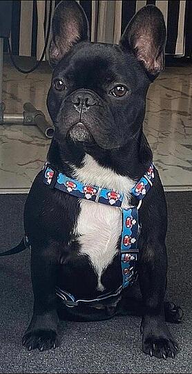 Odin