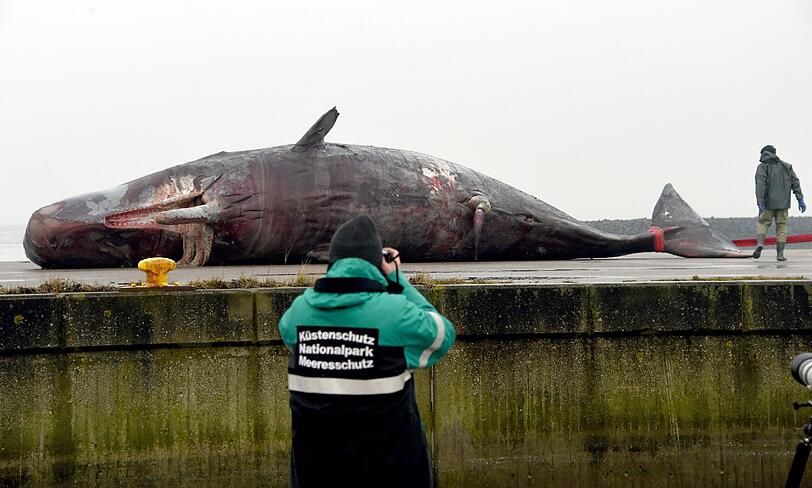 Vor Helgoland werden die zwei gefundene Wale zerlegt und untersucht.