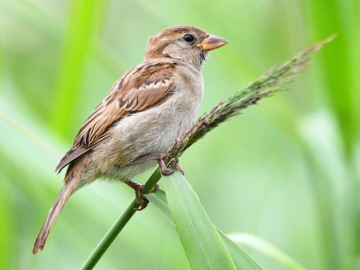 Ein weiblicher Haussperling (Passer domesticus), volkstümlich als Spatz bekannt. Foto: Nicolas Armer/Archivbild