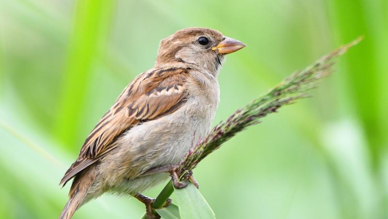Ein weiblicher Haussperling (Passer domesticus), volkstümlich als Spatz bekannt. Foto: Nicolas Armer/Archivbild Ein weiblicher Haussperling (Passer domesticus), volkstümlich als Spatz bekannt. Foto: Nicolas Armer/Archivbild