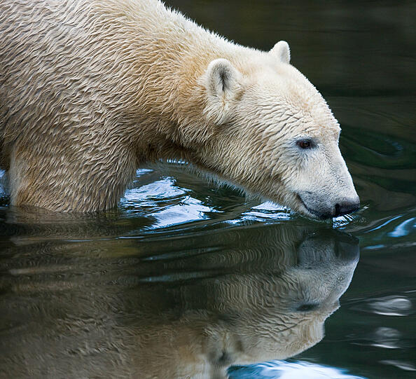 Eisbär Knut trieb leblos im Wasser seines Geheges.