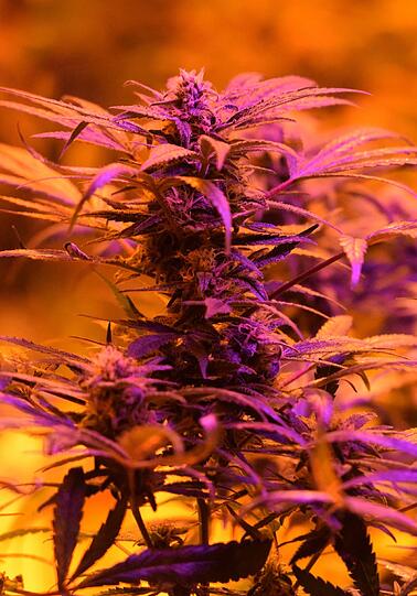 Professioneller, legaler Marihuana-Anbau in Colorado.