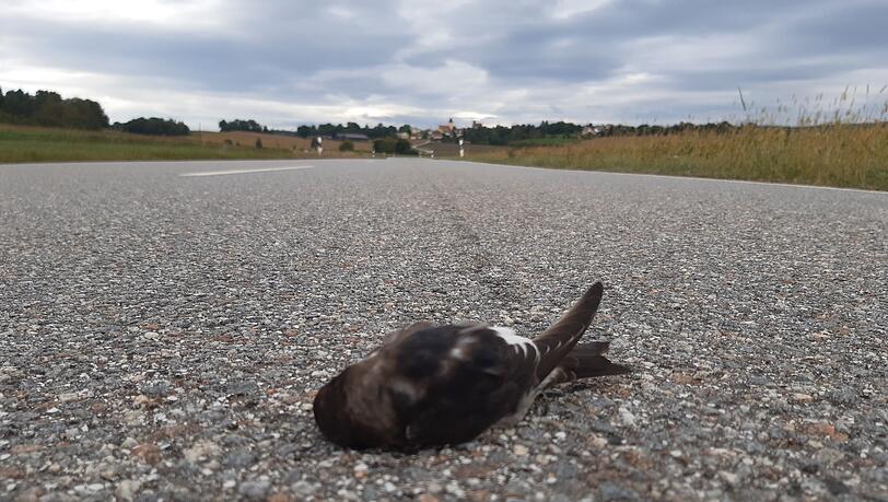 Die Wetterlage der Septembermitte hat die Schwalben in Bayern in ernsthafte Bedrängnis gebracht. Meldungen über tote und erschöpfte Mehlschwalben haben Vogelschützer aus mehreren Regionen Bayerns erreicht, unter anderem aus dem Landkreis Regensburg.