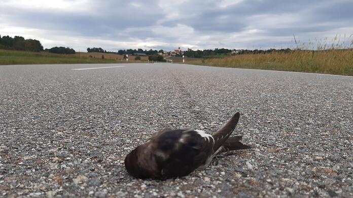 Die Wetterlage der Septembermitte hat die Schwalben in Bayern in ernsthafte Bedrängnis gebracht. Meldungen über tote und erschöpfte Mehlschwalben haben Vogelschützer aus mehreren Regionen Bayerns erreicht, unter anderem aus dem Landkreis Regensburg.