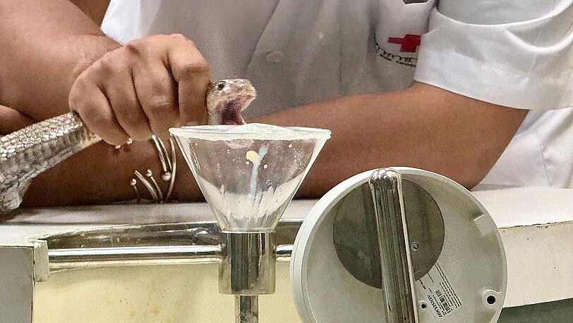 In der Schlangenfarm in Bangkok k&ouml;nnen Besucher beobachten, wie Schlangen gemolken werden.