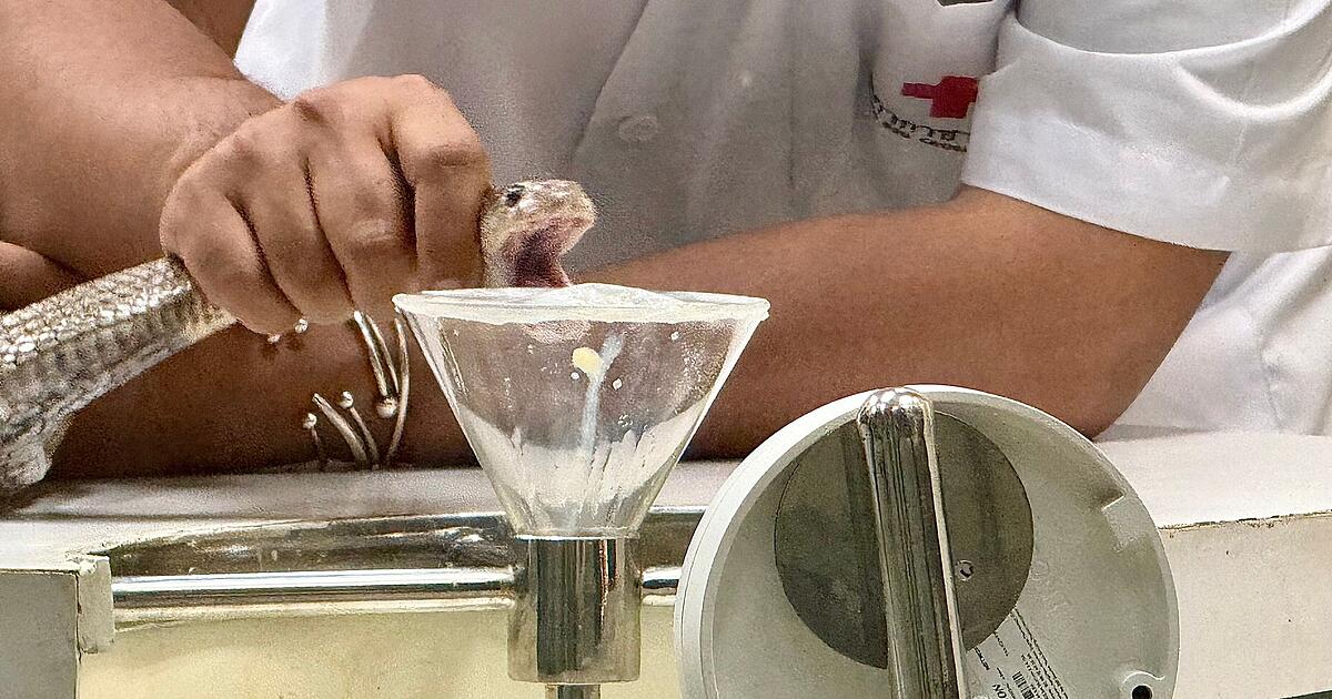 Bangkoks-historische-Snake-Farm-Wo-Kobras-gemolken-werden