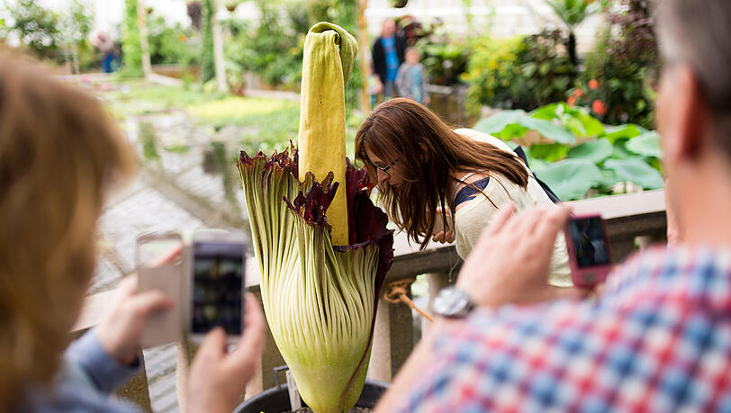 Am 6. Juni lockte eine blühende Titanwurz (Amorphophallus titanum) bereits zahlreiche Besucher in den Botanischen Garten. Am 6. Juni lockte eine blühende Titanwurz (Amorphophallus titanum) bereits zahlreiche Besucher in den Botanischen Garten.