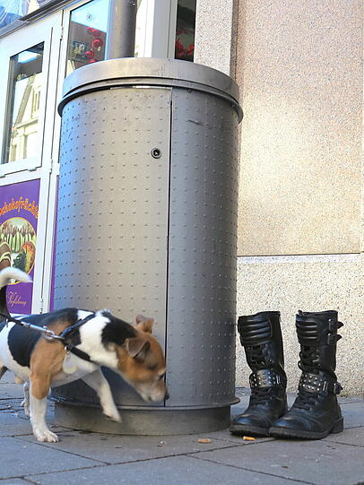 ... "da taucht ein neugieriger Russell Terrier und will unbedingt an der Stiefel schnüffeln."