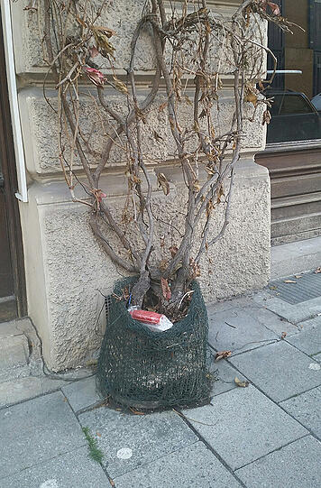 Der "verdächtige Gegenstand" stellte sich nach kurzer Zeit als Akku für eine Christbaum-Beleuchtung heraus.