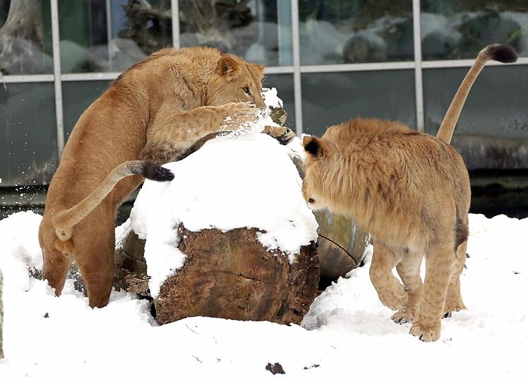 Die beiden Löwen toben im Schnee herum.