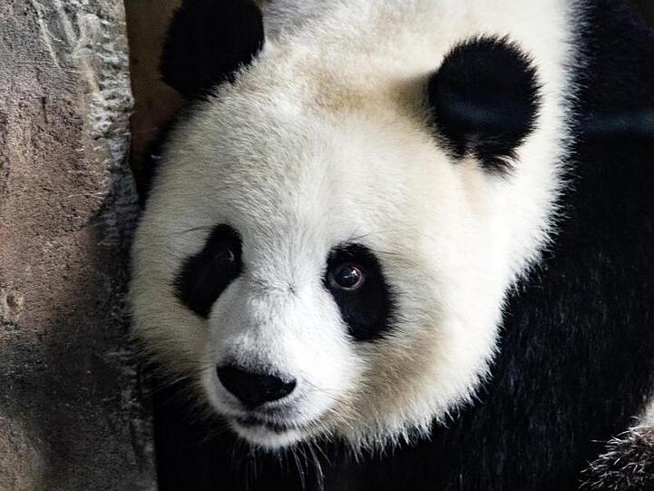 Die Ungewissheit über eine mögliche Trächtigkeit der Panda-Dame Meng Meng im Berliner Zoo hält an.