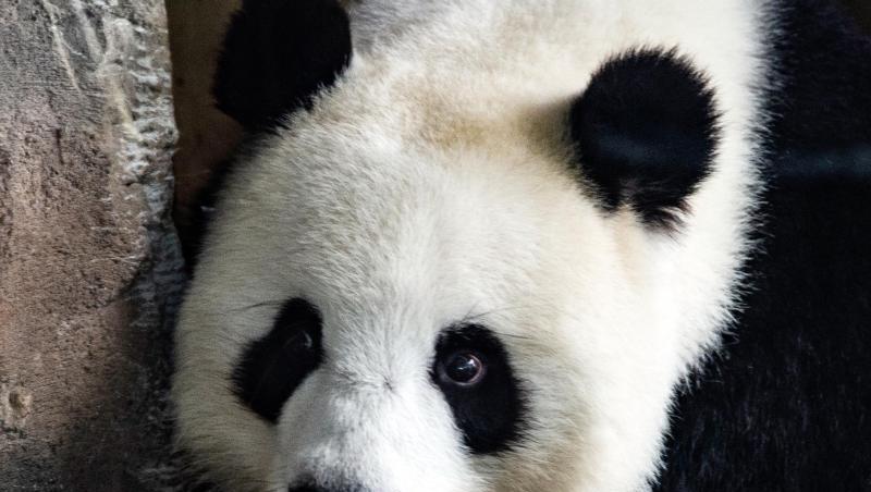 Die Ungewissheit über eine mögliche Trächtigkeit der Panda-Dame Meng Meng im Berliner Zoo hält an.