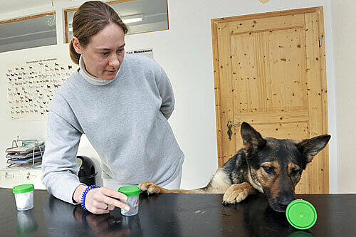 Tierärztin Claudia May hat Schäferhündin Sissi drei Dosen vorgesetzt, in denen jeweils ein Mundschutz steckt. Die rechte scheint den Hund zu interessieren.