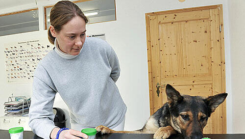 Tierärztin Claudia May hat Schäferhündin Sissi drei Dosen vorgesetzt, in denen jeweils ein Mundschutz steckt. Die rechte scheint den Hund zu interessieren. Tierärztin Claudia May hat Schäferhündin Sissi drei Dosen vorgesetzt, in denen jeweils ein Mundschutz steckt. Die rechte scheint den Hund zu interessieren.