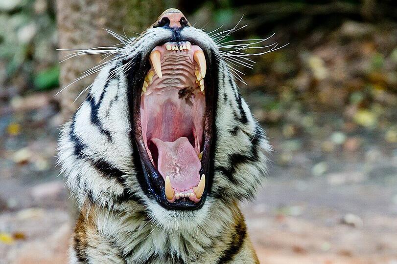 Der Sibirische Tiger Claudius lebt im Tiergarten in Nürnberg.
