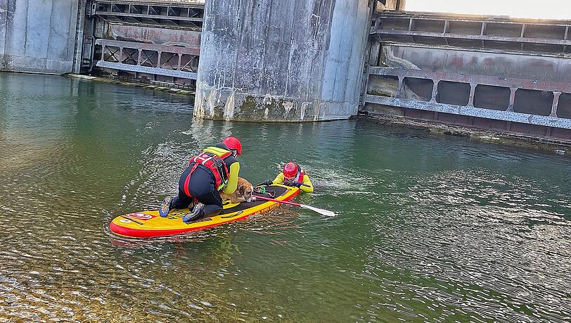 Die Feuerwehr musste Hund "Zico" vom Stauwehr Oberföhring retten.