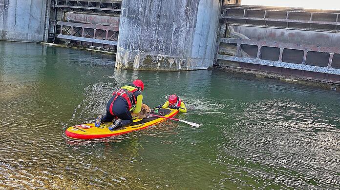 Die Feuerwehr musste Hund "Zico" vom Stauwehr Oberföhring retten.