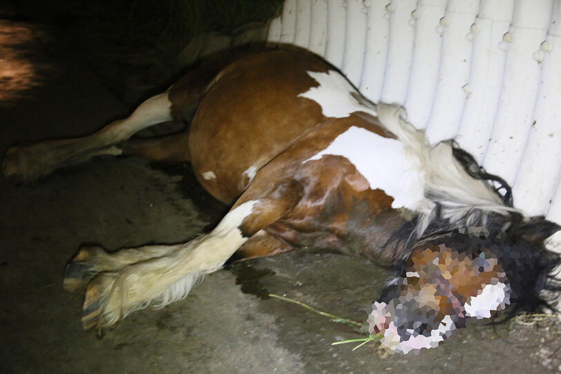 Auch die verständigte Tierrettung konnte dem Tier nicht mehr helfen.