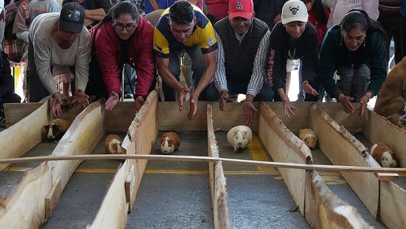 Meerschweinchenrennen gehören in mehreren Regionen Ecuadors zu den Volksbräuchen. Meerschweinchenrennen gehören in mehreren Regionen Ecuadors zu den Volksbräuchen.