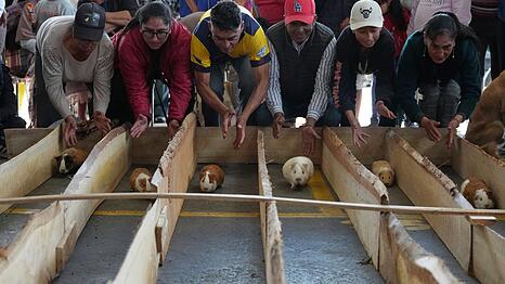 Meerschweinchenrennen geh&ouml;ren in mehreren Regionen Ecuadors zu den Volksbr&auml;uchen.
