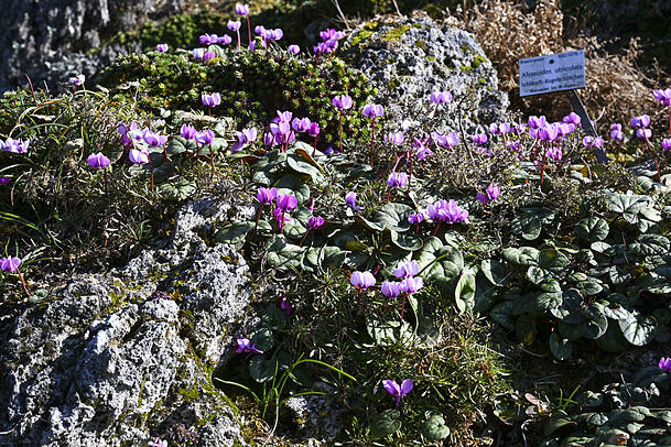 Alpenveilchen blühen im Alpinum. Hier gibt es fast 2000 Arten aus dem alpinen und mediterranen Raum. Alpenveilchen blühen im Alpinum. Hier gibt es fast 2000 Arten aus dem alpinen und mediterranen Raum.