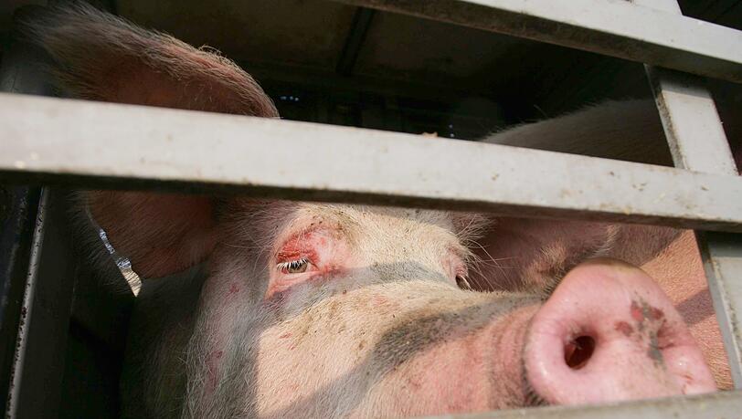 Wie viele Schweine verletzt oder gestorben sind, ist derzeit nicht bekannt. (Symbolbild)