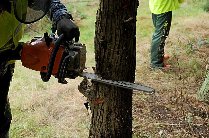 Ein 66-Jähriger wurde unter einem Baumstamm begraben und erlag wenig später seinen Verletzungen.