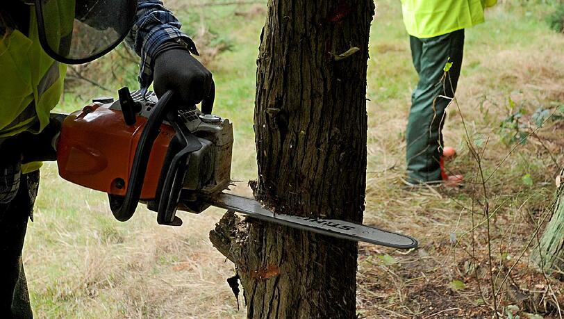 Ein 66-Jähriger wurde unter einem Baumstamm begraben und erlag wenig später seinen Verletzungen. Ein 66-Jähriger wurde unter einem Baumstamm begraben und erlag wenig später seinen Verletzungen.