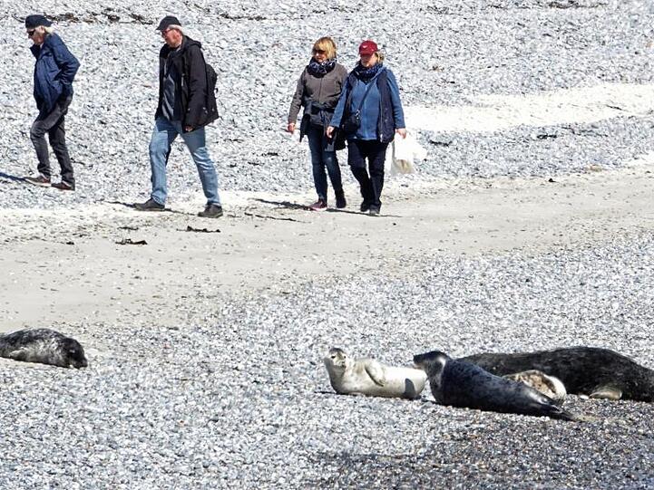 Besonders im Sommer kommen am Südstrand häufig Badegäste, Tagesgäste und Meeressäuger auf sehr engem Raum zusammen.