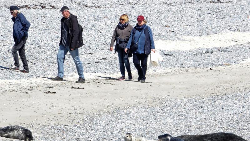 Besonders im Sommer kommen am Südstrand häufig Badegäste, Tagesgäste und Meeressäuger auf sehr engem Raum zusammen. Besonders im Sommer kommen am Südstrand häufig Badegäste, Tagesgäste und Meeressäuger auf sehr engem Raum zusammen.