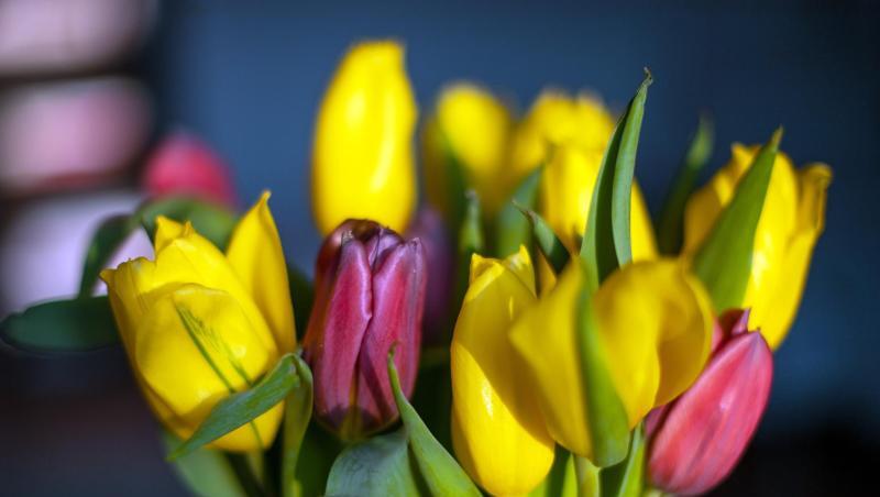 Gelbe und rote Tulpen stehen in einer Blumenvase auf einem Tisch. Foto: Monika Skolimowska/zb/dpa/Archiv Gelbe und rote Tulpen stehen in einer Blumenvase auf einem Tisch. Foto: Monika Skolimowska/zb/dpa/Archiv
