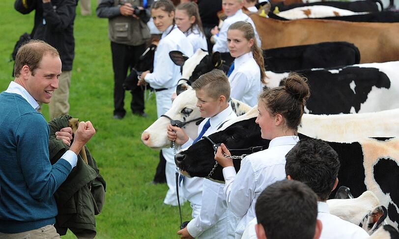 Prinz William bei der "Anglesey Show".
