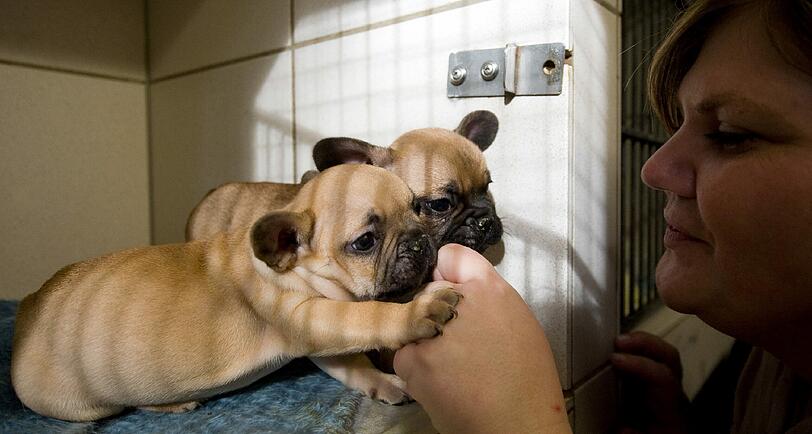 Auch diese Französische-Bulldogge-Welpen waren auf dem Brutalo-Transport.