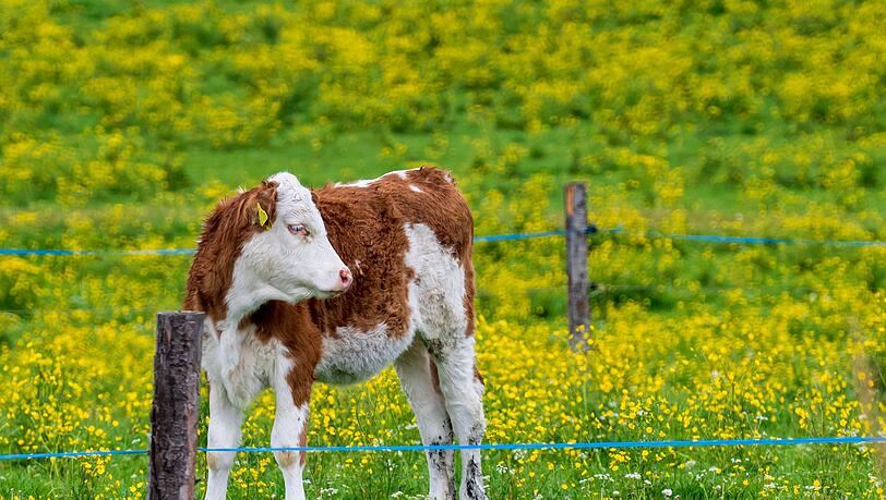 Nach einer kurzen Pause kehrt in Bayern der Fr&uuml;hling zur&uuml;ck. (Archivbild)