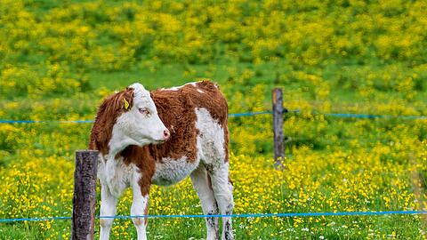 Nach einer kurzen Pause kehrt in Bayern der Fr&uuml;hling zur&uuml;ck. (Archivbild)