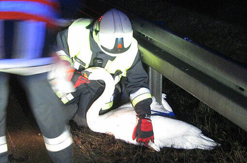 Ein Feuerwehrmann bringt den Schwan in Sicherheit.